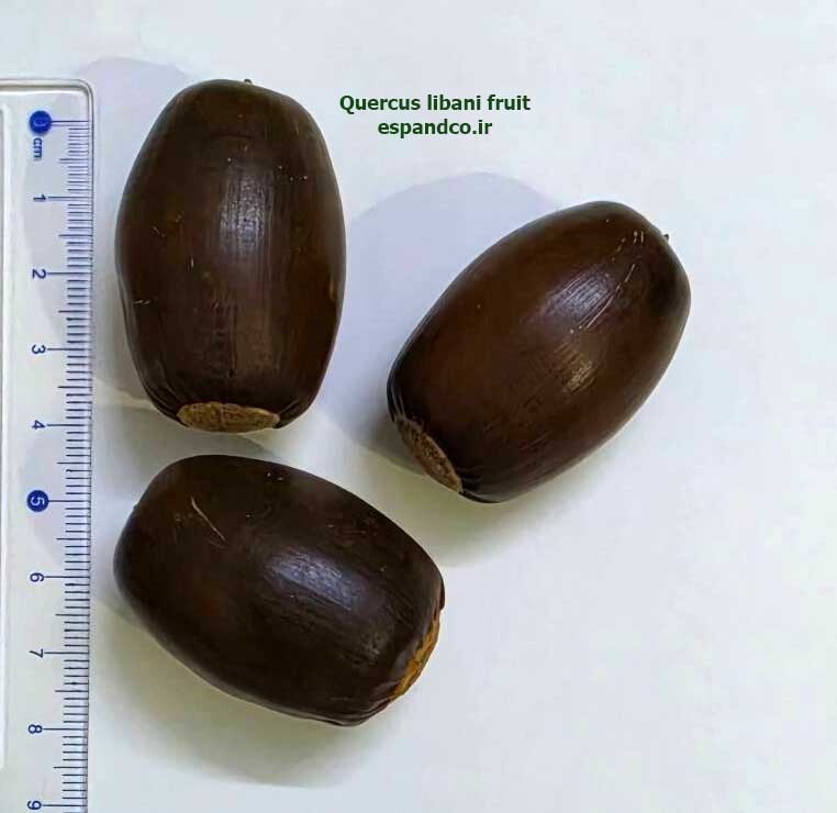  Quercus libani fruit 